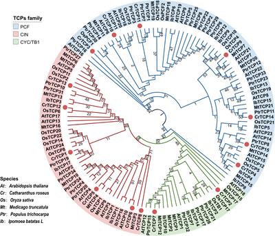 Genome-wide identification and expression analysis of TCP family genes in Catharanthus roseus